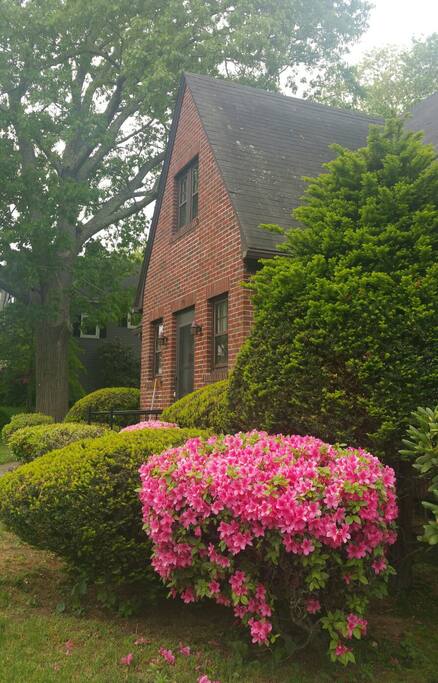 Spring blooms.