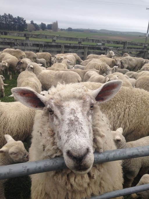 Sheep.
