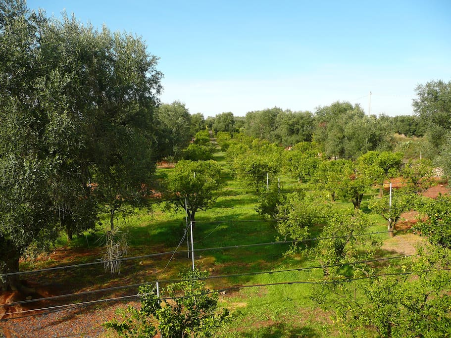 Piantagione circostante
