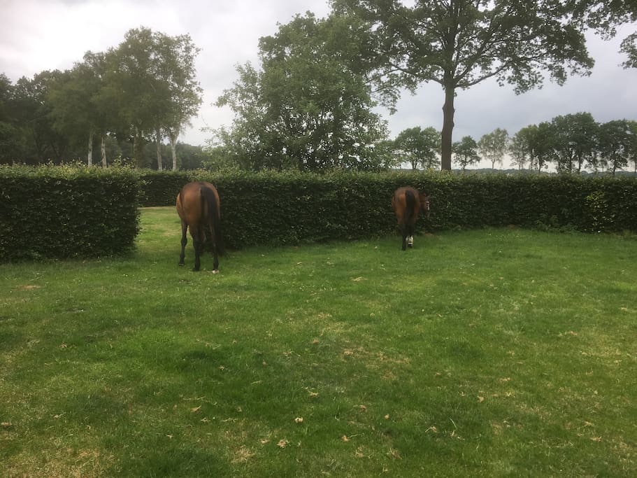 Don't be surprised if a horse comes right up to your window