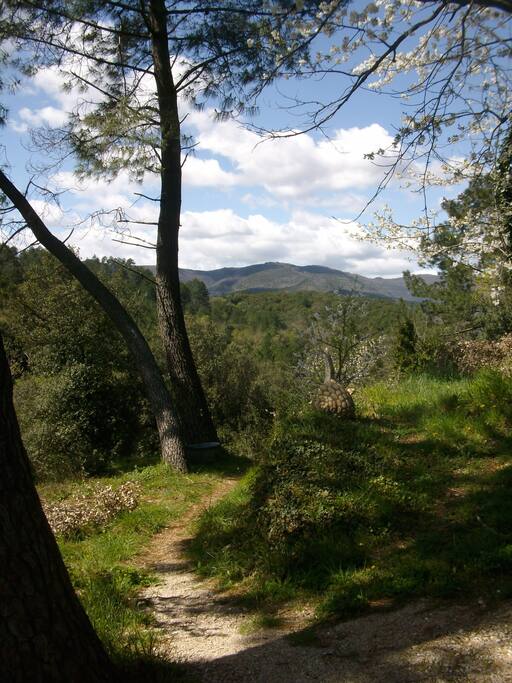 Le chemin qui amène au mas