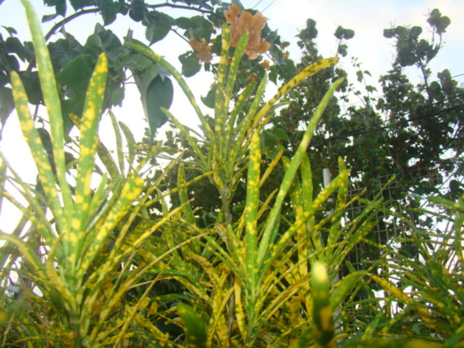 le qui "vivra verra" variété de croton