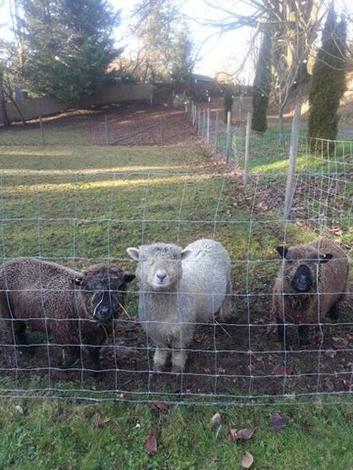Olde Southdowne Baby Doll Sheep