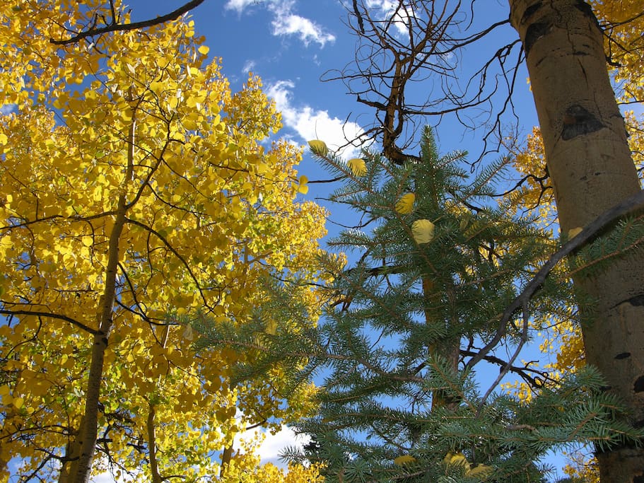 Gold and blue for a perfect day!