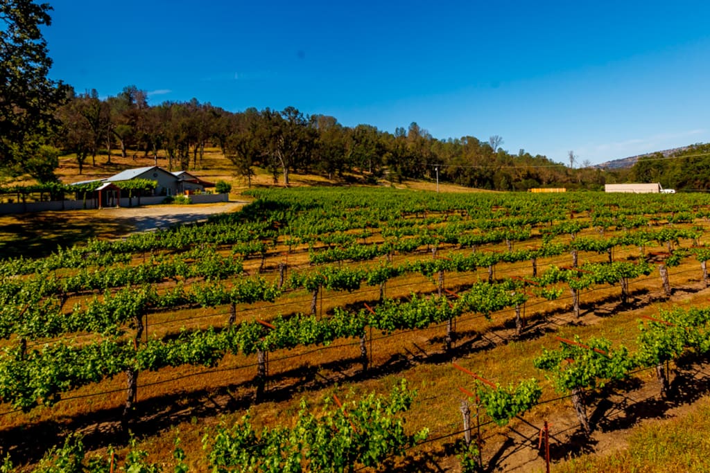 From 1,000 Vines vineyard, looking at the house