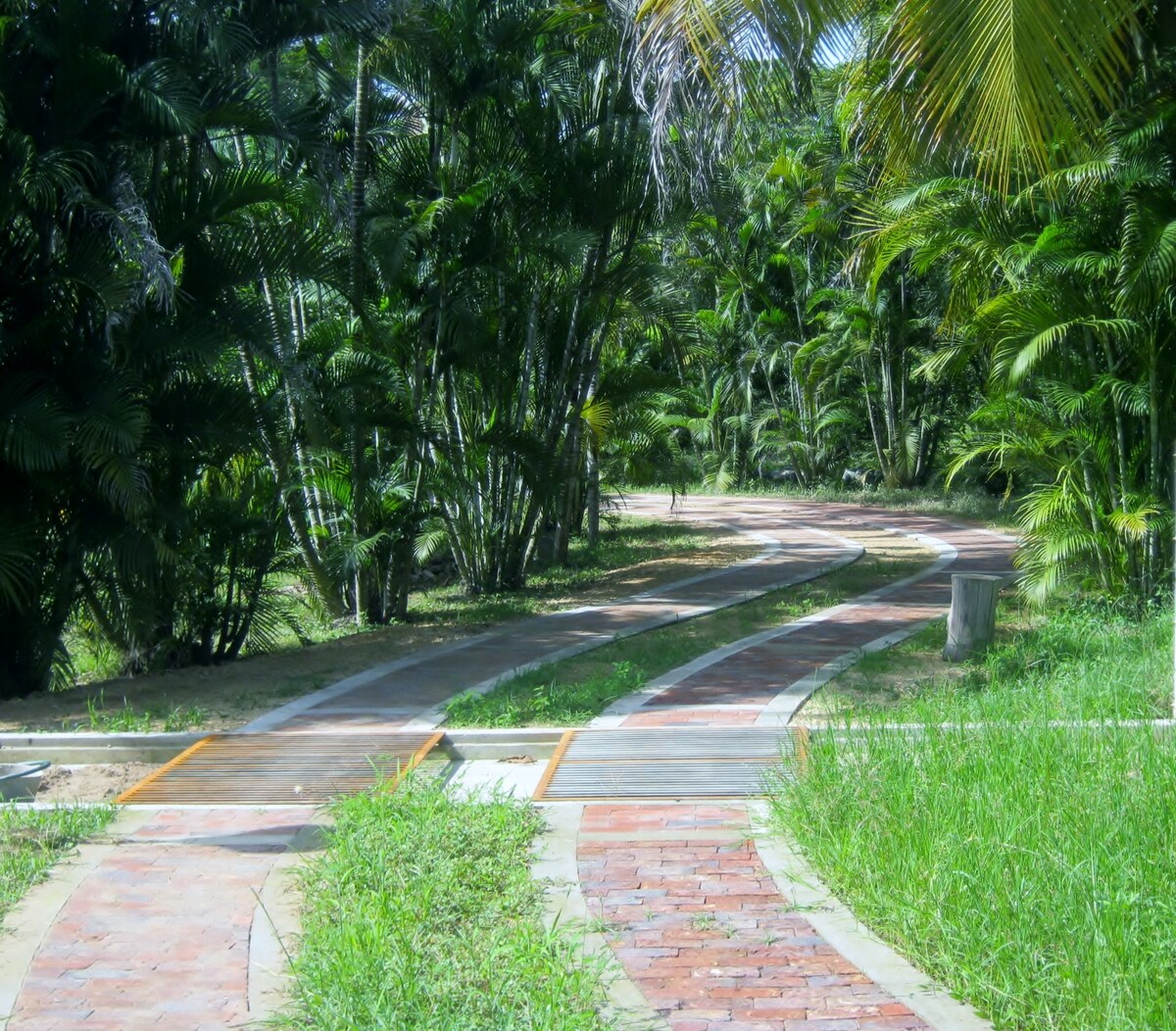 A winding path is set among lush, tropical greenery. The walkway features alternating sections of brick and concrete, bordered by vibrant grass and palm trees. Sunlight filters through the foliage, creating a serene ambiance ideal for leisurely strolls.