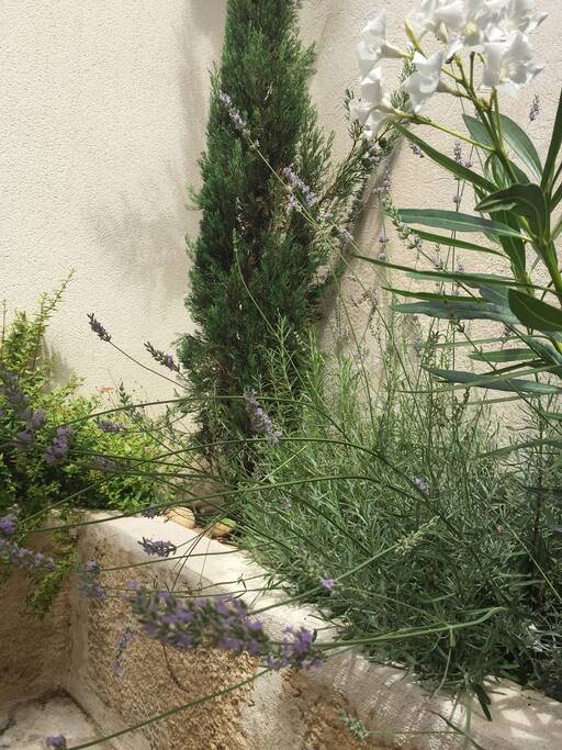 Essences de Provence : lavandes, romarin, cyprès...