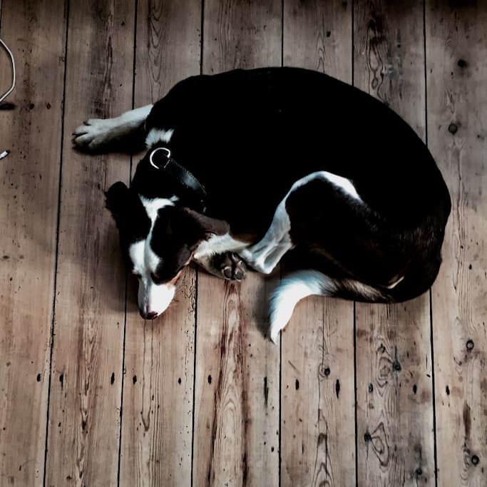 Entspannung (Haushund Ben)