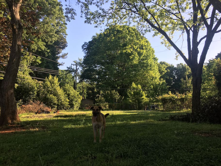 Over an half an acre (fenced) for animals to run