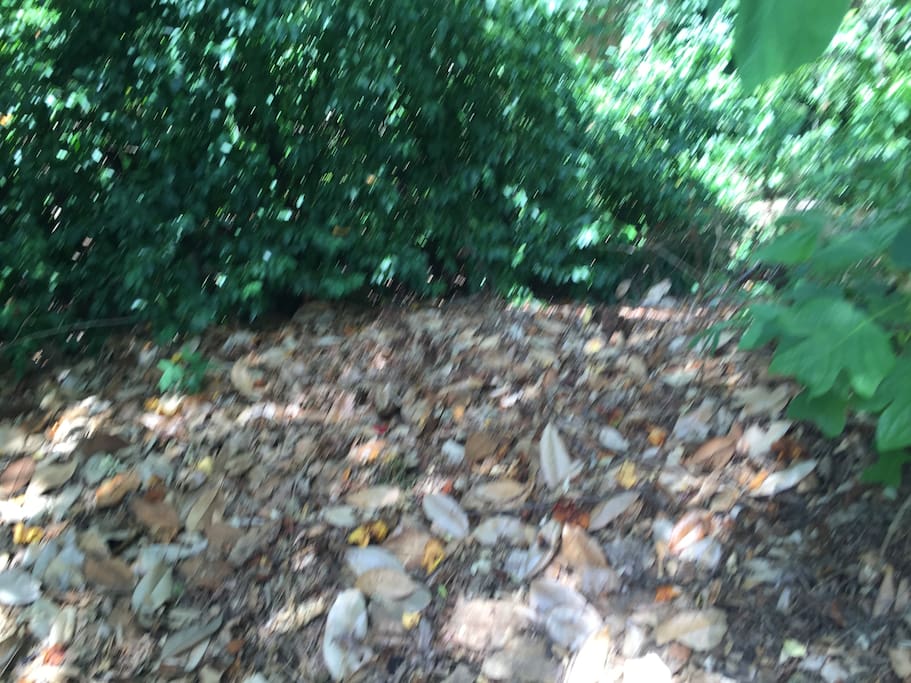 Primitive camping - natural setting - pile of leaves