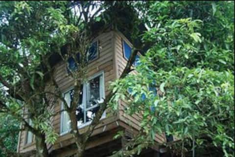 Mango Treehouse