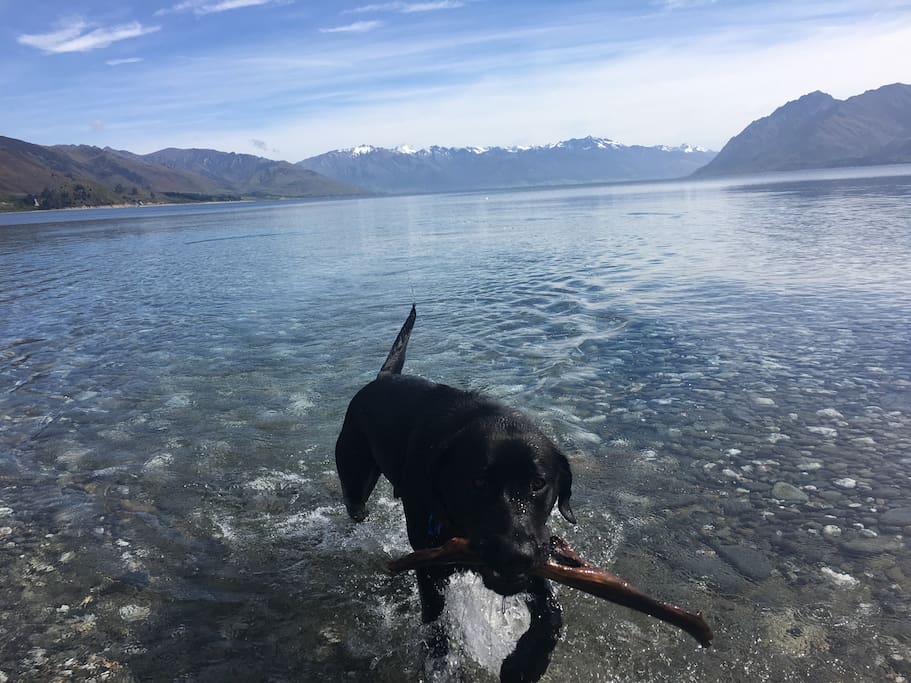 Boris the wonder dog loves walking and swimming!