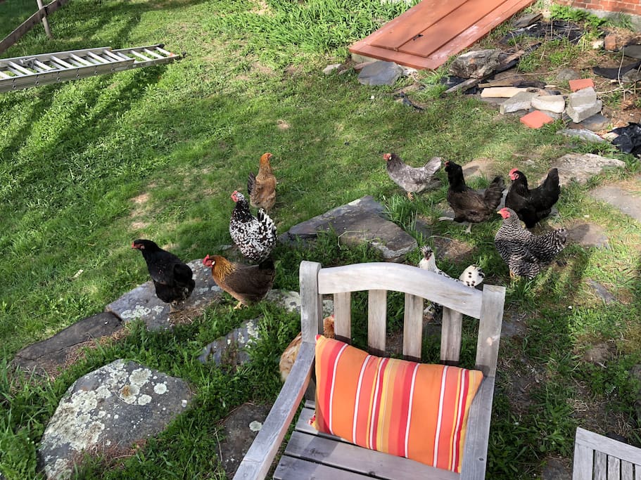 The ‘girls’ wandering around the house in the spring