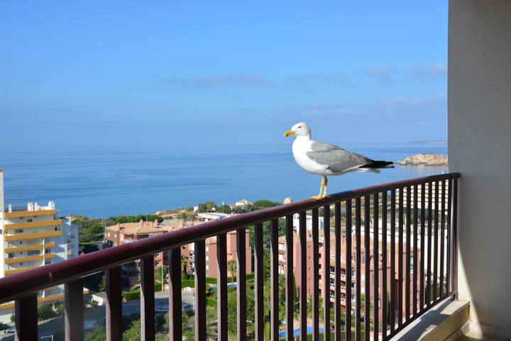 A seagull visitor to the balcony ! :-)