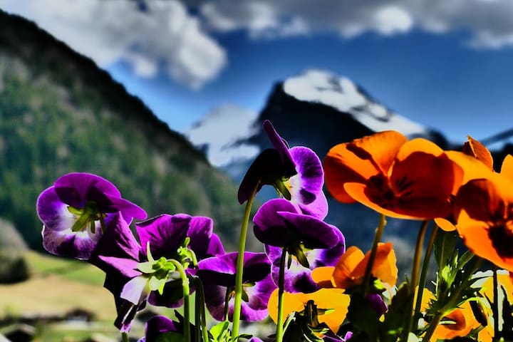 Studio Morzine Côté Ensoleillé 74110