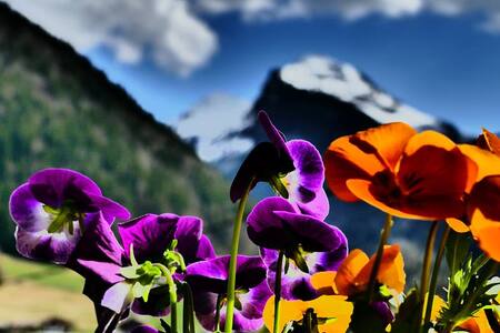 Studio Morzine Côté Ensoleillé 74110