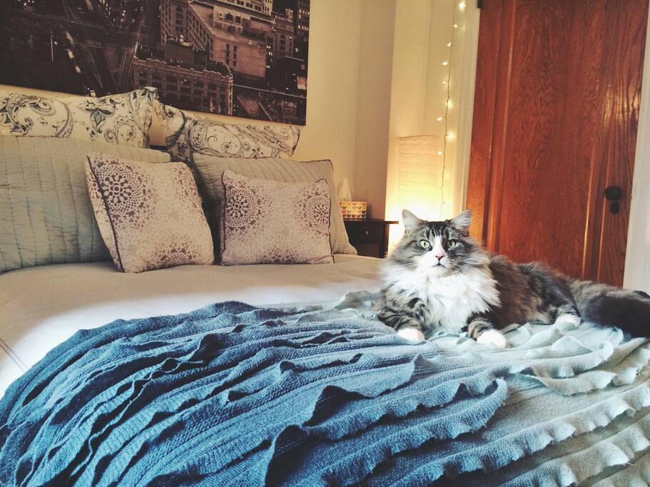 Our lovely cat, Tommy.