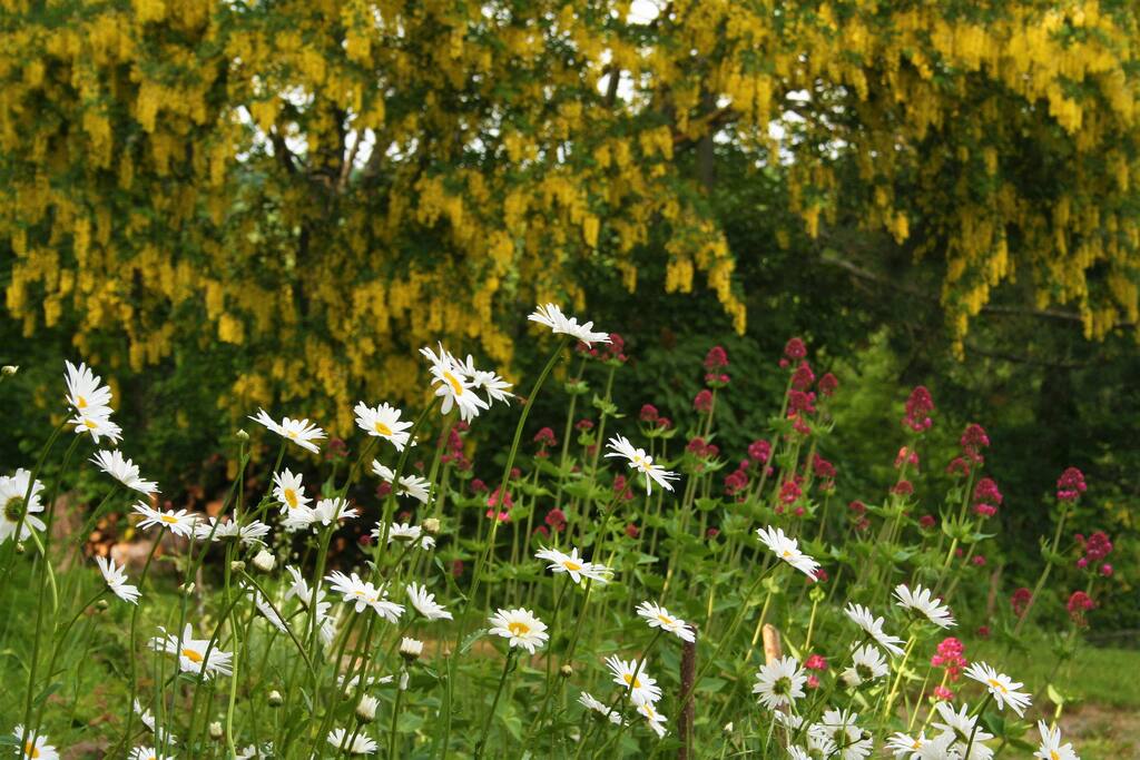 Fioriture