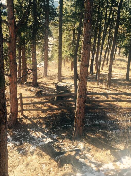 Additional view from the sun room. Deer, rabbits, and a large variety of birds are all frequent visitors.