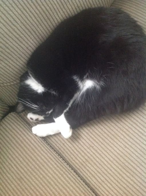 Our cat Lincoln