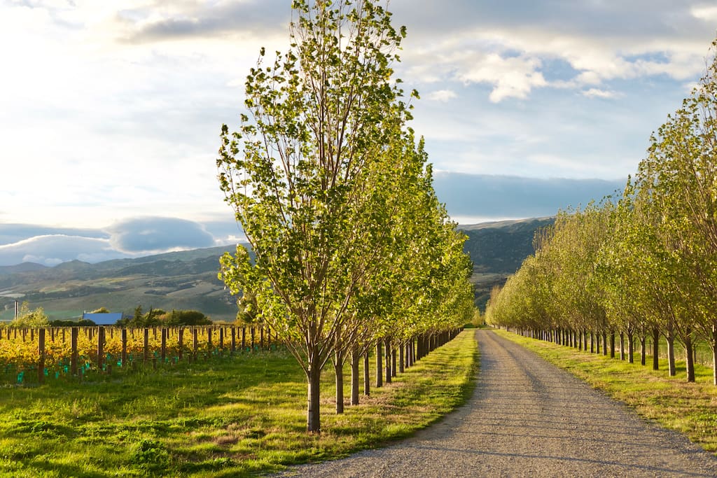 Driveway into Kopuwai Delta Vineyard