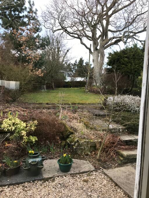 Beech Tree in garden, tallest point of Lawhill