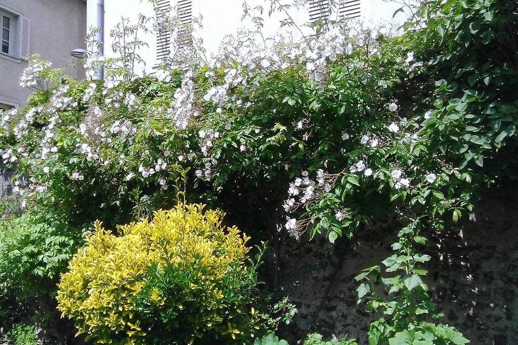 Jardin collectif