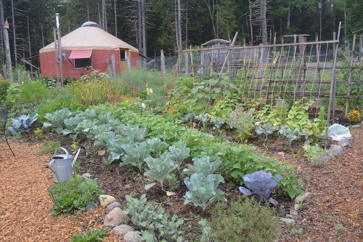 The Little Yurt on Permaculture Homestead