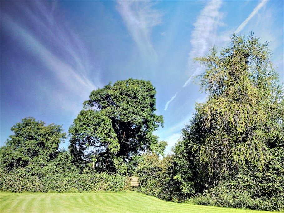 Large green garden