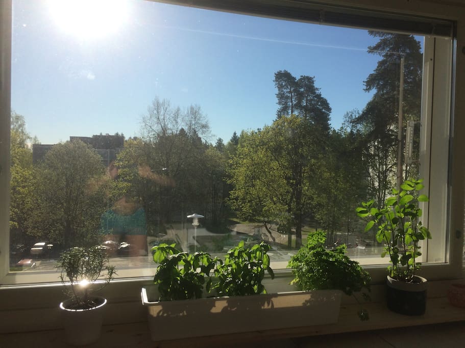 Kitchen window