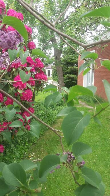 ruime tuin