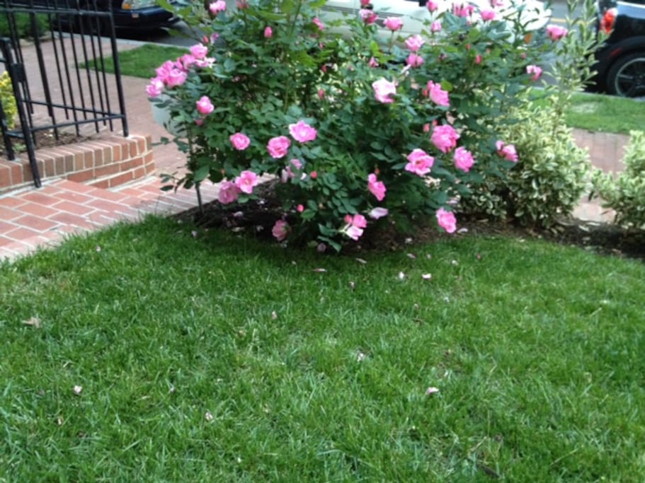 Lawn in front patio