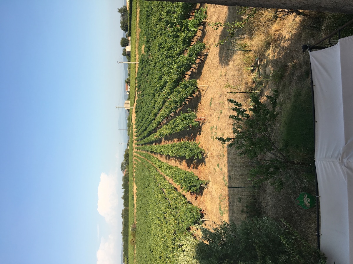 A view of neatly arranged rows of grapevines stretches across the landscape, surrounded by a clear blue sky. Mature vines rise from the ground, creating a lush green pattern against the earthy tones of the terrain.