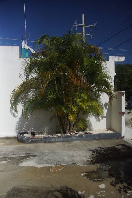 Palm