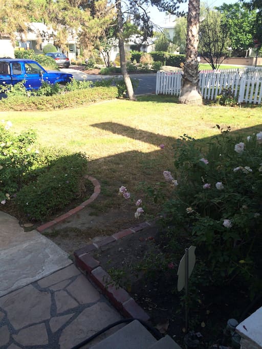 Nice groomed from yard, with loads of roses and rosemary.