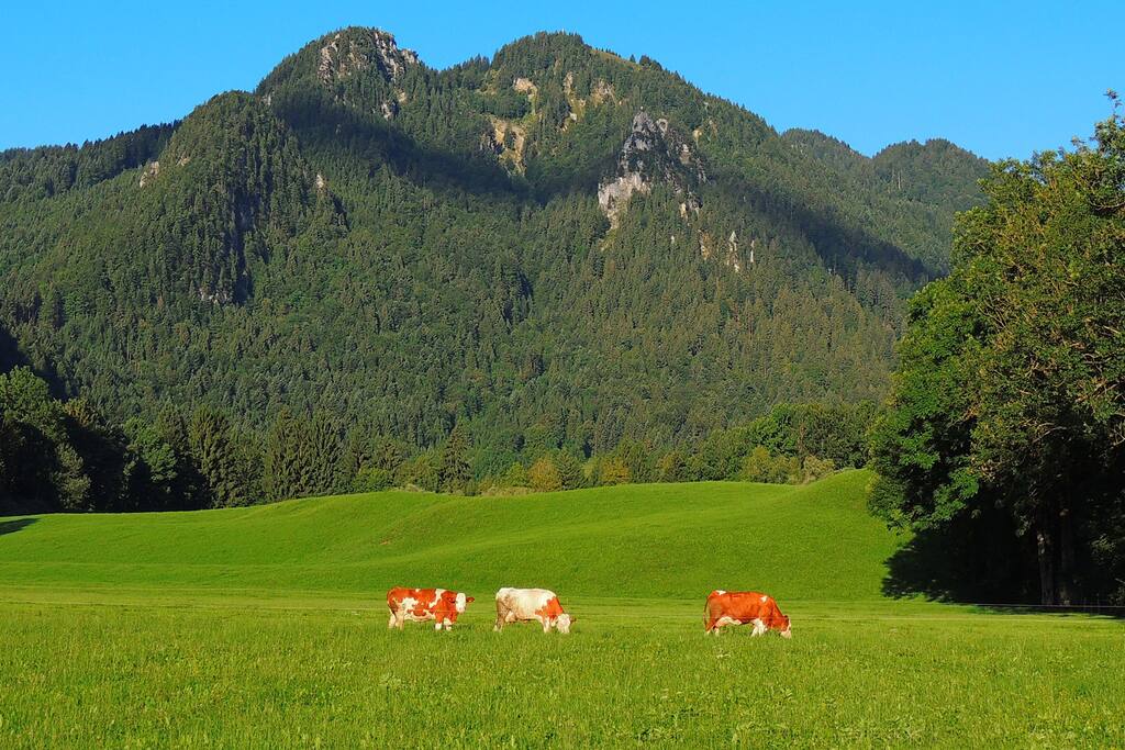 Kühe hinterm Haus