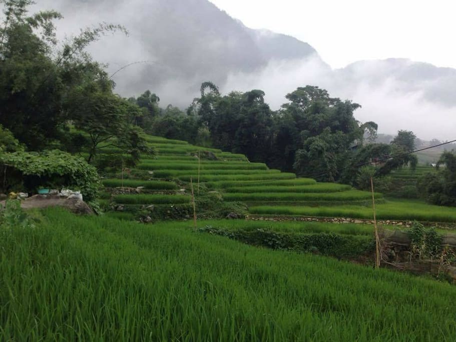 Rice paddy