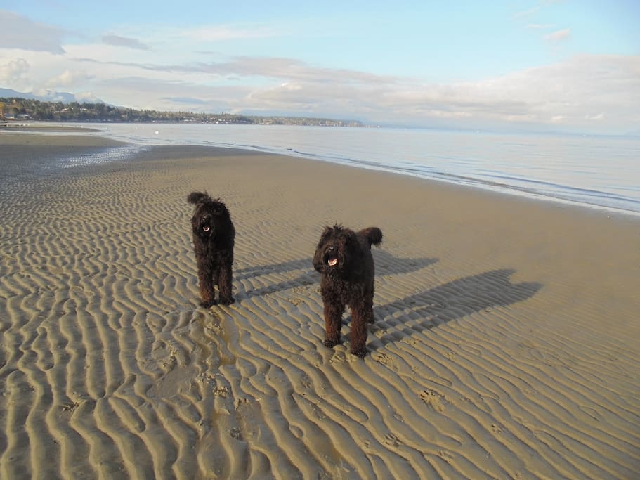 Our 2 dogs .... Ellie & Sophie