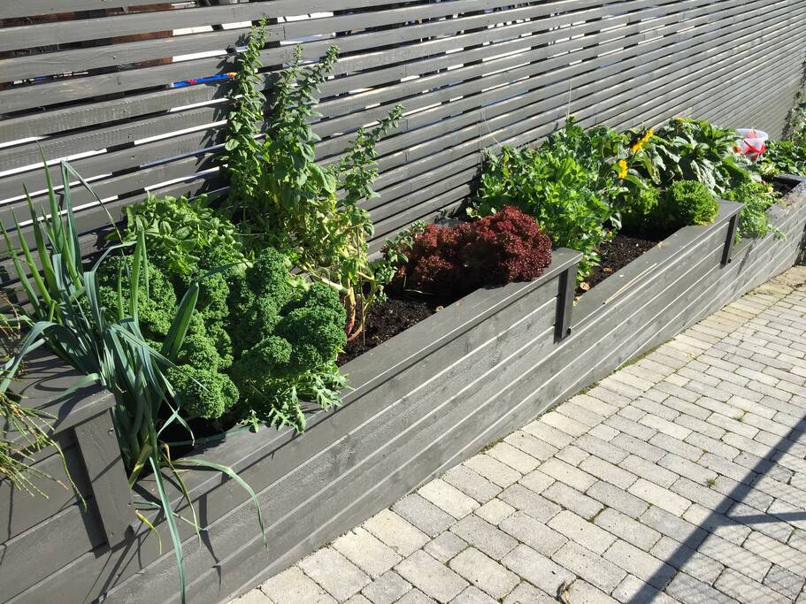 På sommerstid har vi flere ulike salater, noe jordbær og gulrøtter som gjerne kan disponeres av besøkende gjester.