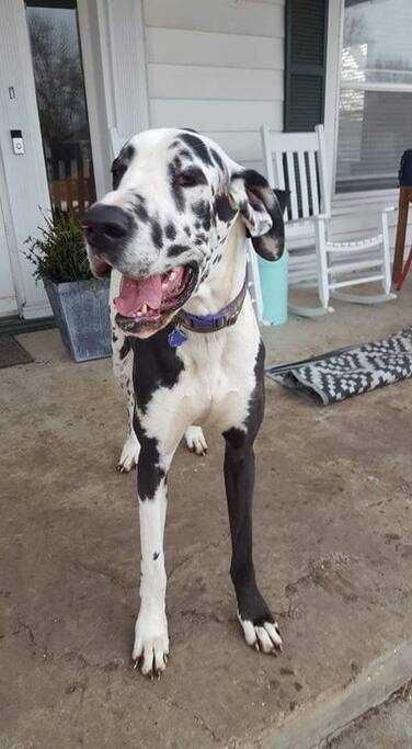 Our 4 year old Great Dane Pearl can be seen roaming the property.