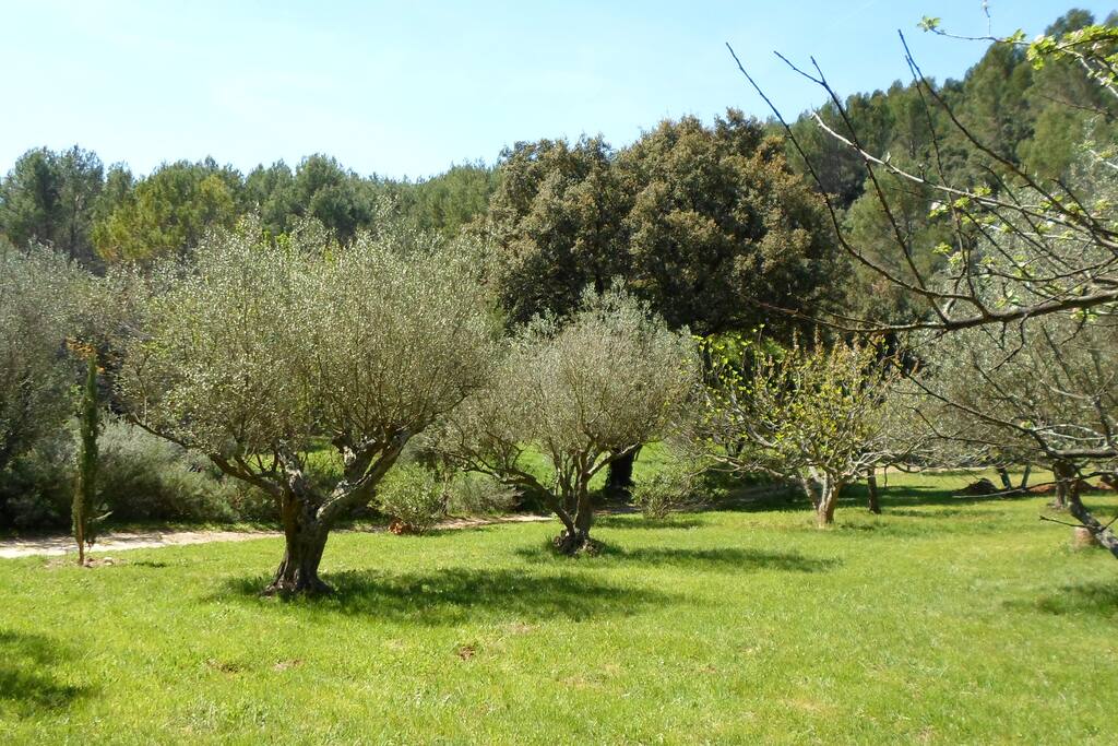 Terrain d'oliviers