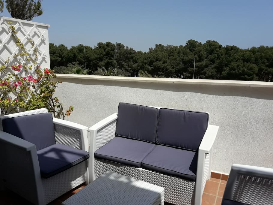 View to pine woods from terrace