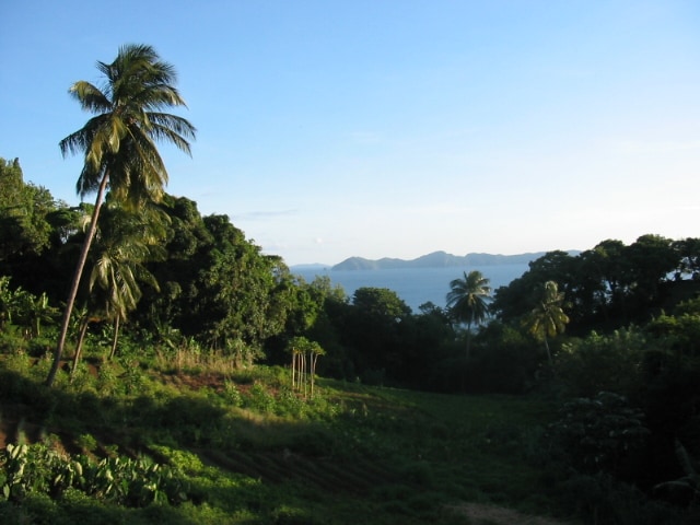 Lush greenery is visible in the foreground, featuring a variety of plants and trees. Tall palm trees rise majestically, framing a stunning view of the ocean and distant islands under a clear blue sky.