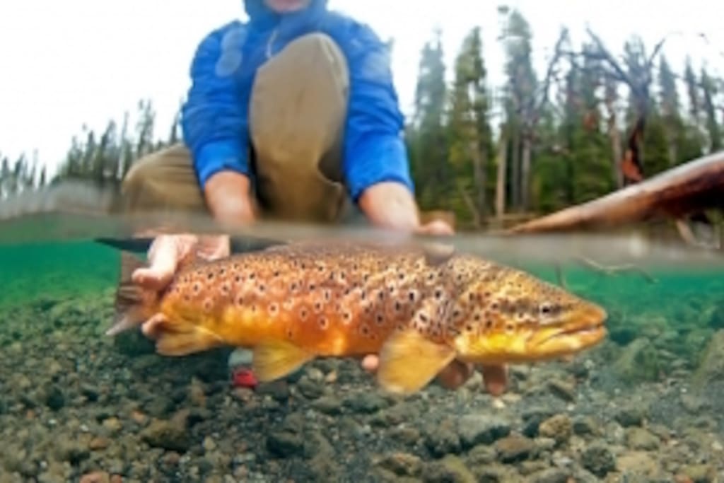 Brown Trout