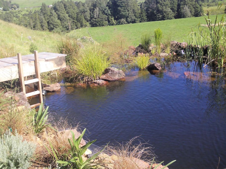 Our natural swimming pond