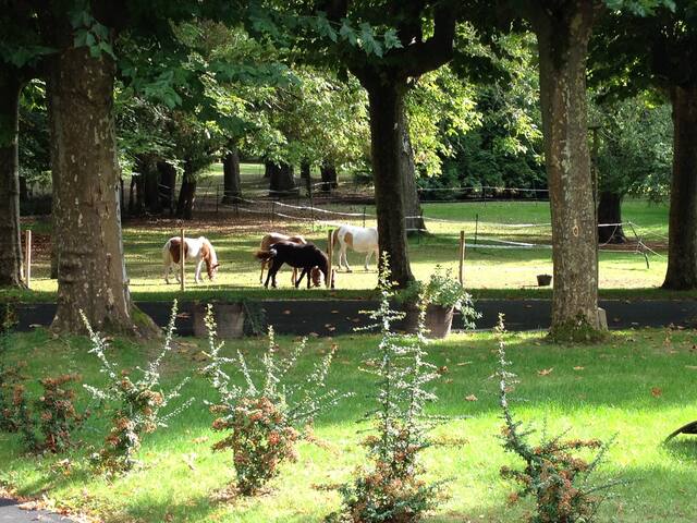 appartement charmant dans un beau parc