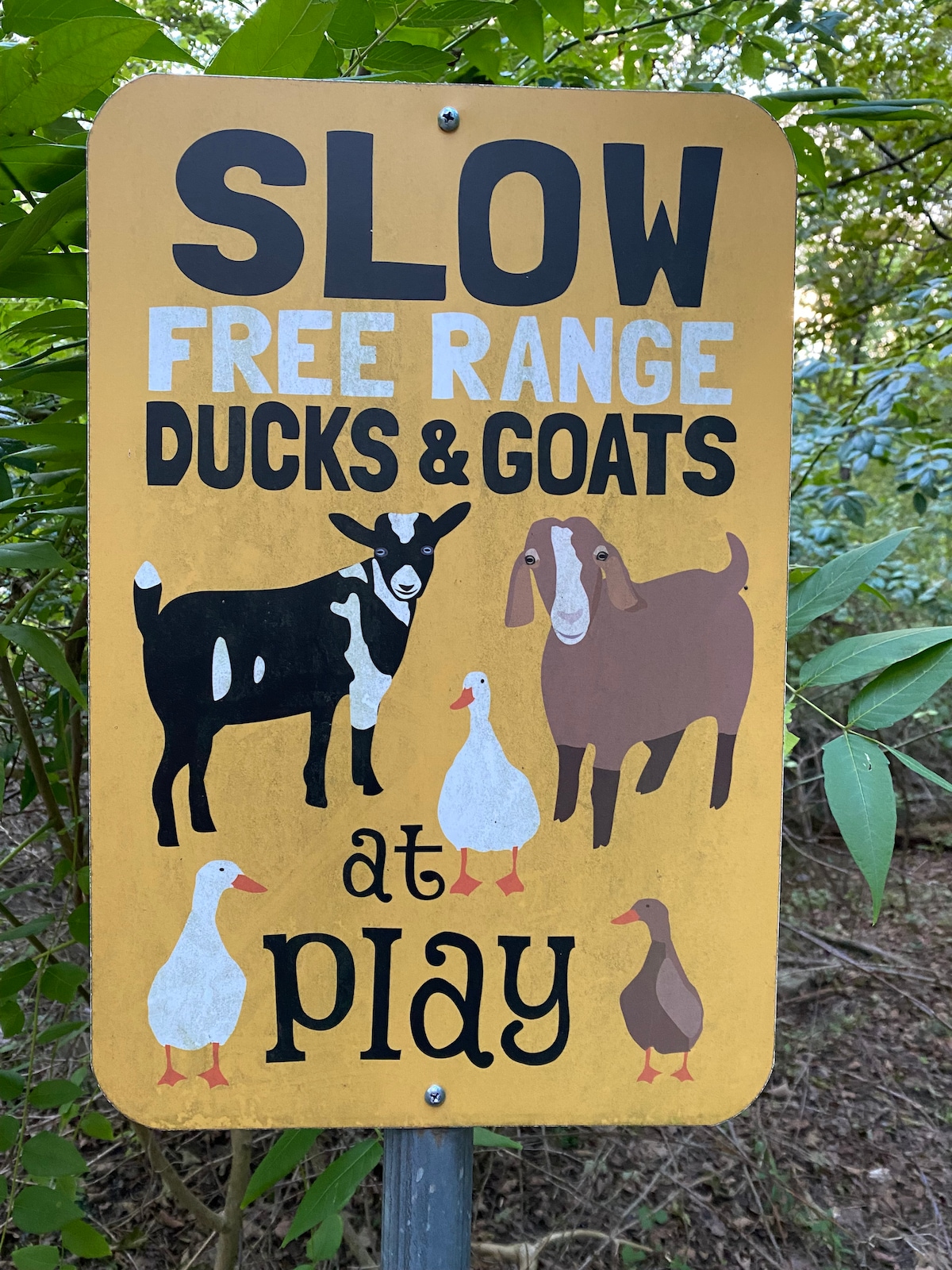 A yellow sign is displayed among green foliage, featuring a goat and two ducks illustrated on it. The bold text indicates 'SLOW FREE RANGE DUCKS & GOATS at PLAY,' emphasizing the friendly atmosphere surrounding the property.