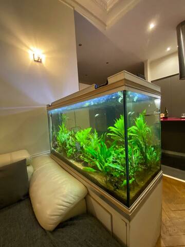 Fête des Lumières, “St Marie” gallery image 5