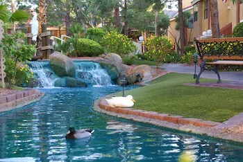 A serene outdoor area features a meandering waterway with gentle cascades and lush greenery. Two ducks float leisurely in the clear water, while a bench provides a spot for relaxation amidst the landscaping and vibrant plants.