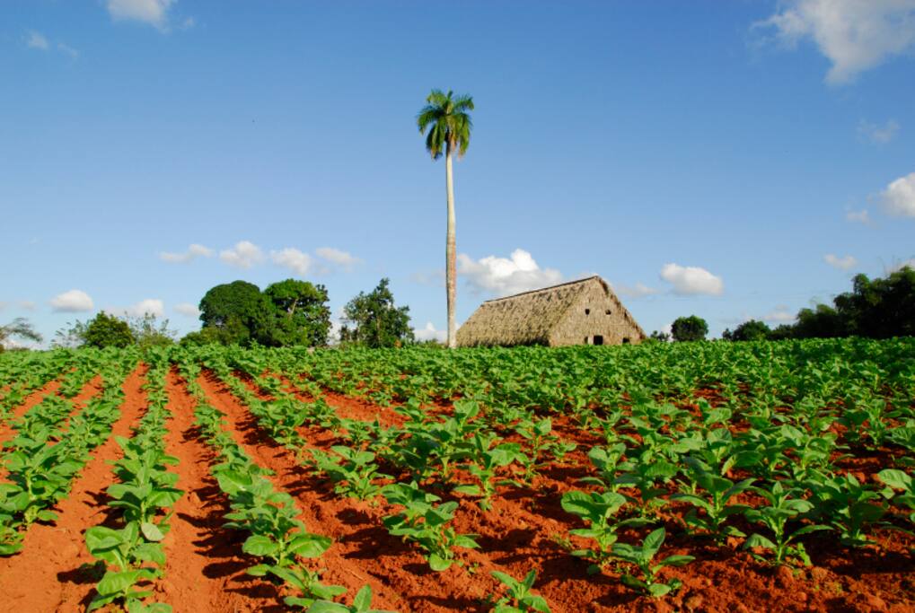 paseos a plantaciones de caballo